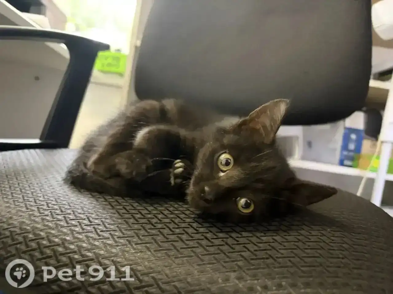 Срочно нужна передержка котенка (2 месяца) - Животные в Иркутск