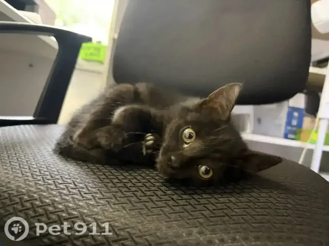 Срочно нужна передержка котенка (2 месяца) - частное объявление в Иркутск