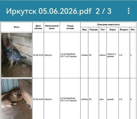Потерянные собаки из Иркутска находятся в приюте в Усолье - Животные в Усолье-Сибирское