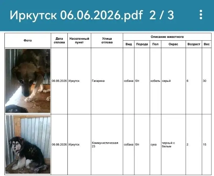 Потеряшка: собаки найдены в Иркутске - Потеряшки (Животные) в Иркутск
