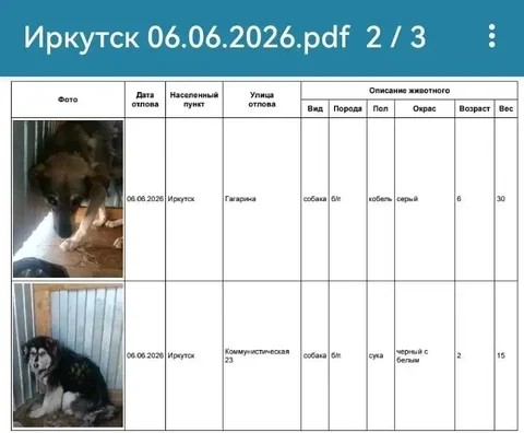 Потеряшка: собаки найдены в Иркутске - Потерялась в Иркутск
