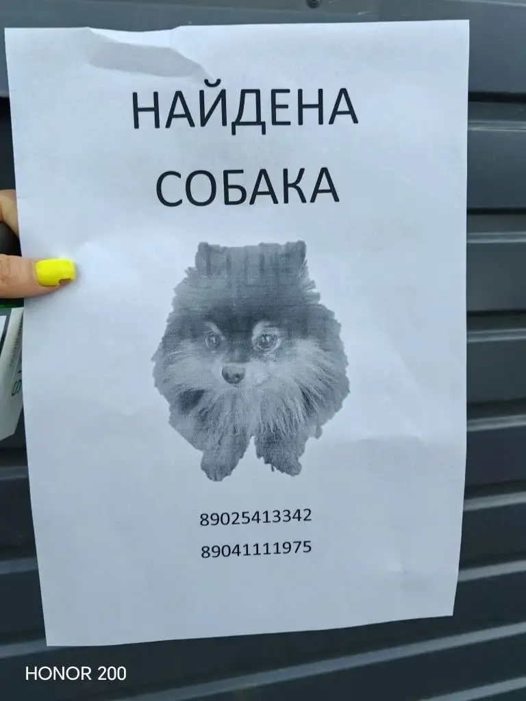 Потеряшка в Иркутске - Животные в Иркутск