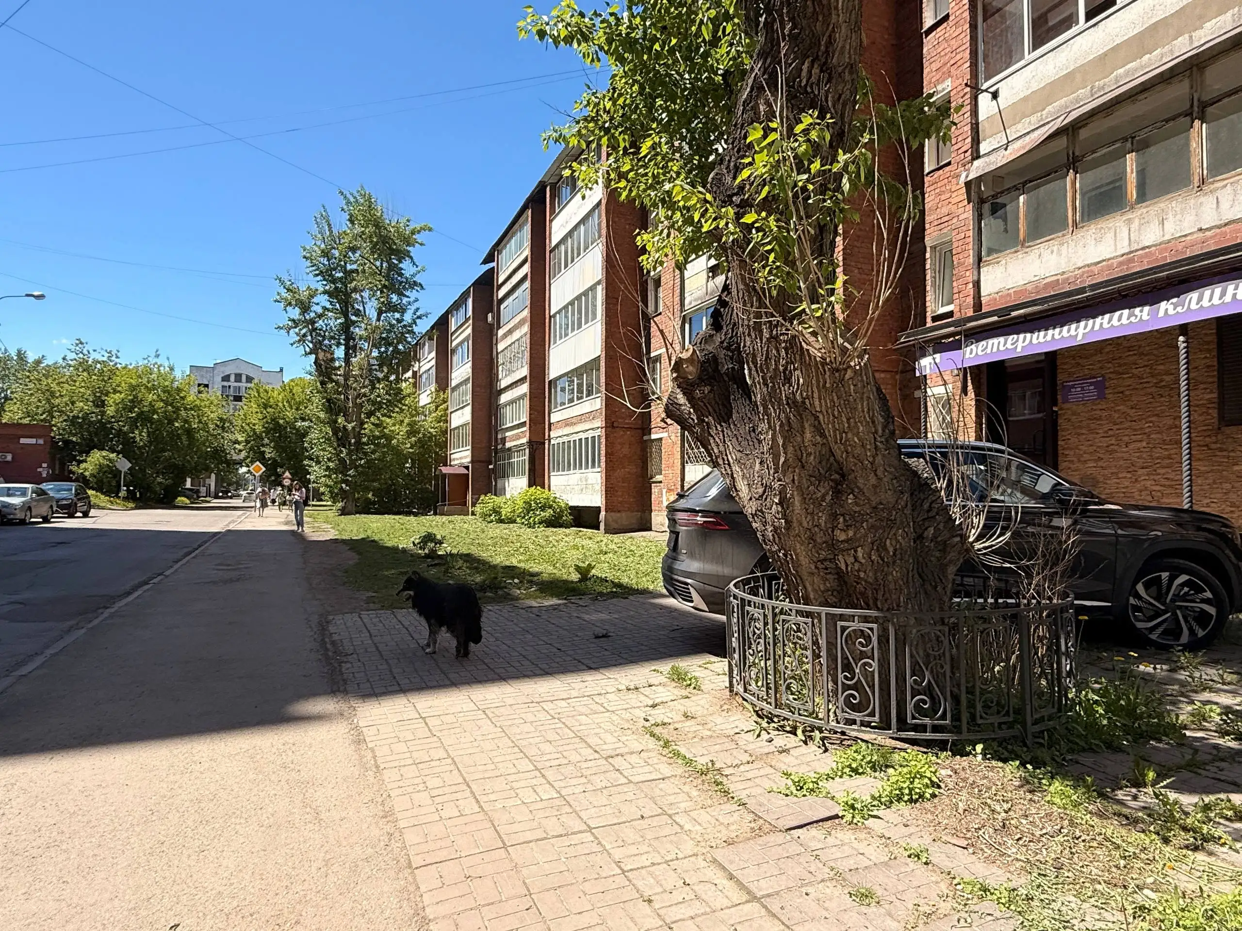 Потерялась собака на Лыткина 29 - Потерянные животные (Животные) в Иркутск