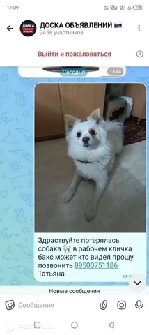 Пропала собака, ищем хозяев - частное объявление в Иркутск