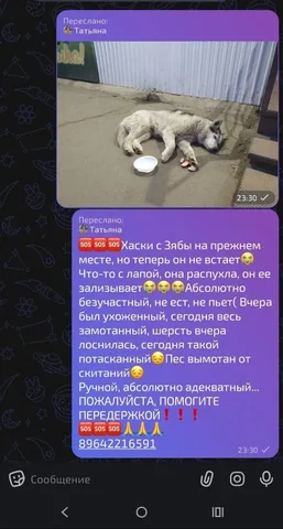 Потеряшка кошка в Иркутске - частное объявление в Иркутск
