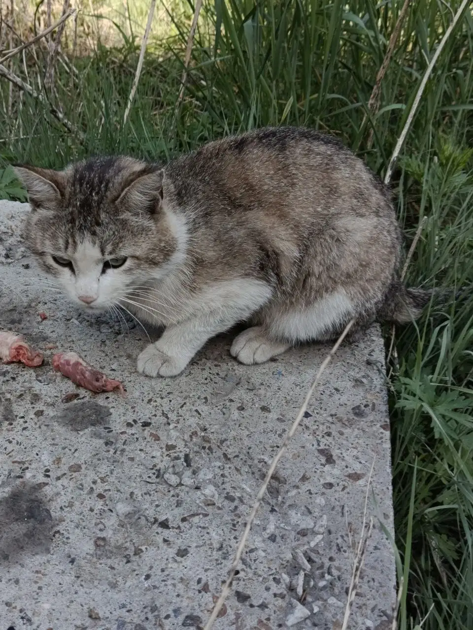 Временная передержка для ласкового котика - Животные в Иркутск