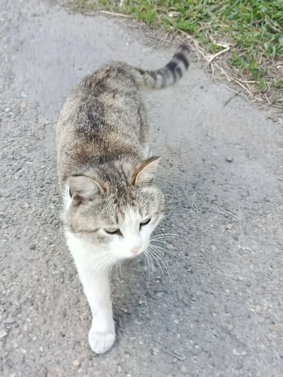 Временная передержка для ласкового котика - Животные в Иркутск