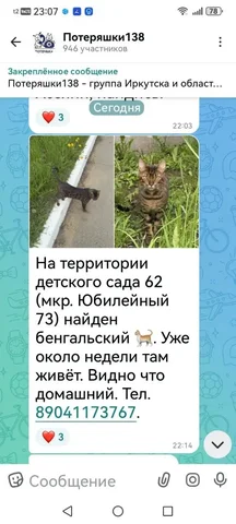 Потеряшка животное - Животные в Иркутск