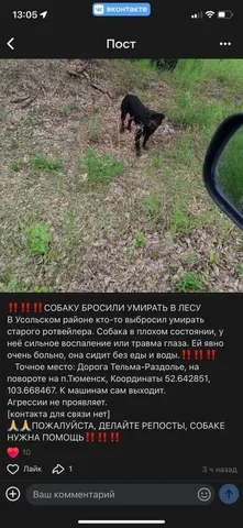 Потерялся ротвейлер в Усольском районе - частное объявление в Усолье-Сибирское