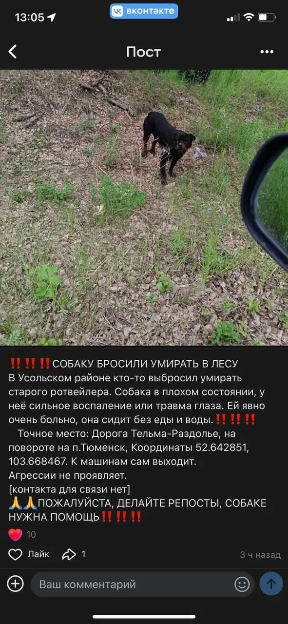 Потерялся ротвейлер в Усольском районе - Потеря животных (Животные) в Усольский район