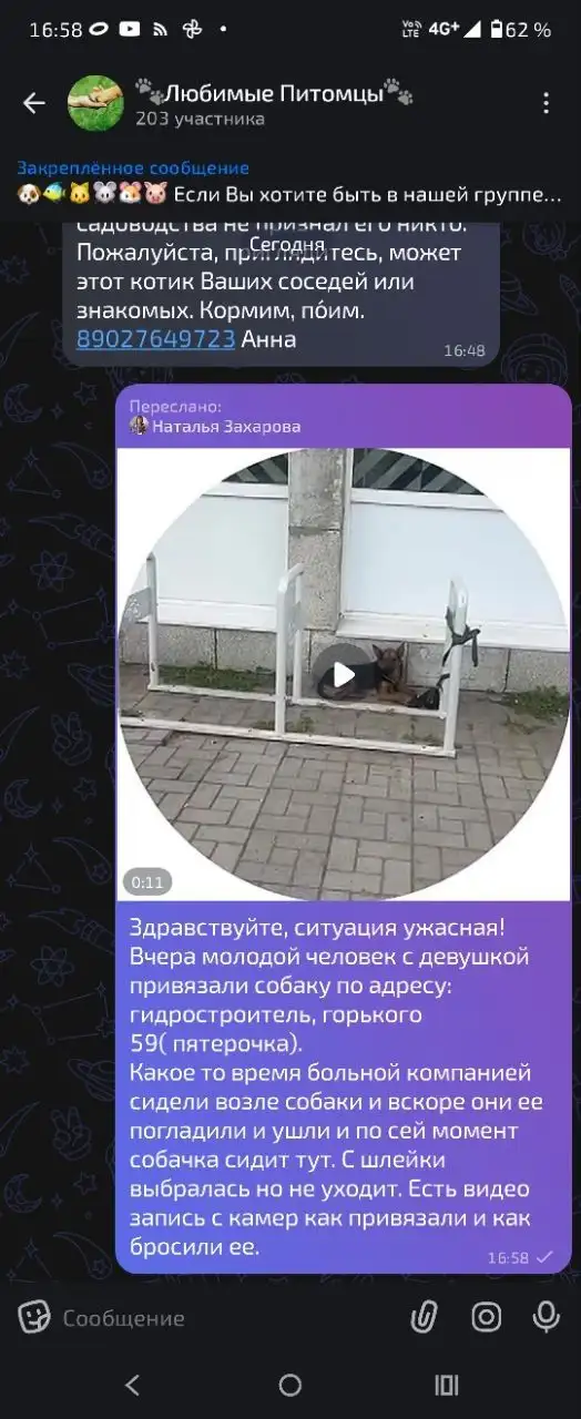 Потеряна собака дворняга (овчарка и хаски) - Потеряшки (Животные) в Иркутск