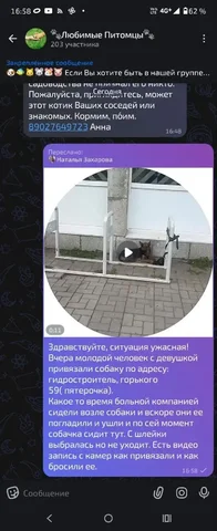 Потеряна собака дворняга (овчарка и хаски) - Потеряшки в Иркутск