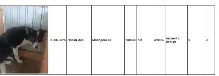 Найдены собаки (Харатирген, Новая Ида) - Животные в Усолье-Сибирское