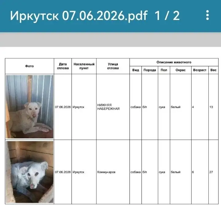 Потерялись собаки в Иркутске - Животные в Иркутск