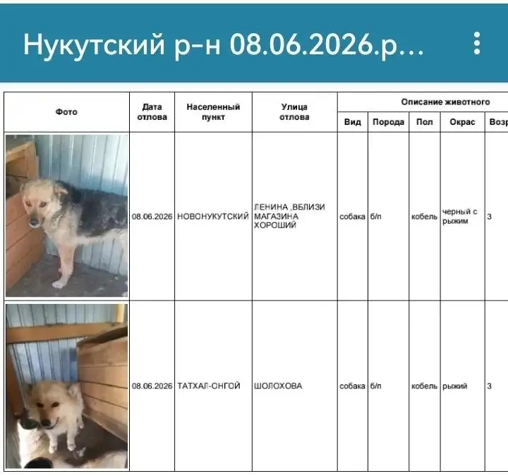 Потерянные собаки из Нукутского района - Потеряшки (Животные) в Усолье