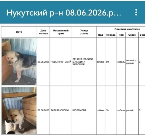 Потерянные собаки из Нукутского района - Потеря животных в Усолье