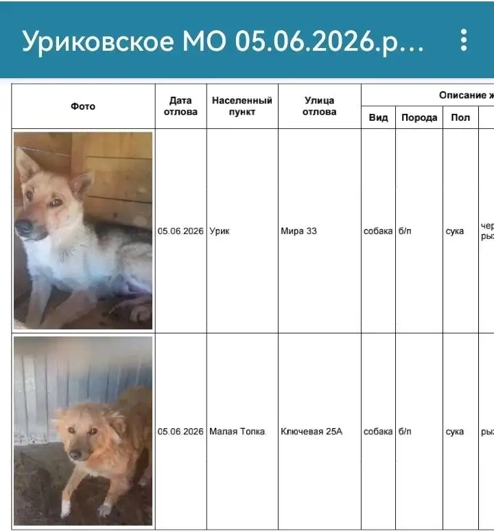 Найдены собаки в Усолье - Потеряшки и находки (Животные) в Усолье