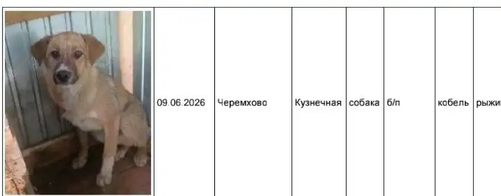 Потеряшка: собаки в приюте в Усолье - Животные в Усолье-Сибирское