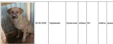 Потеряшка: собаки в приюте в Усолье - частное объявление в Усолье-Сибирское