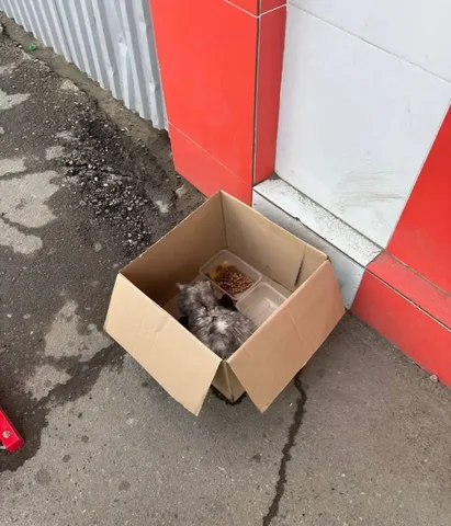 Котенок со сбитыми лапами, нужна помощь - Потеряшки и находки в Ангарск
