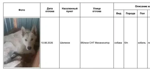 Отловленные собаки в приюте Усолья - Потеря животных в Усолье