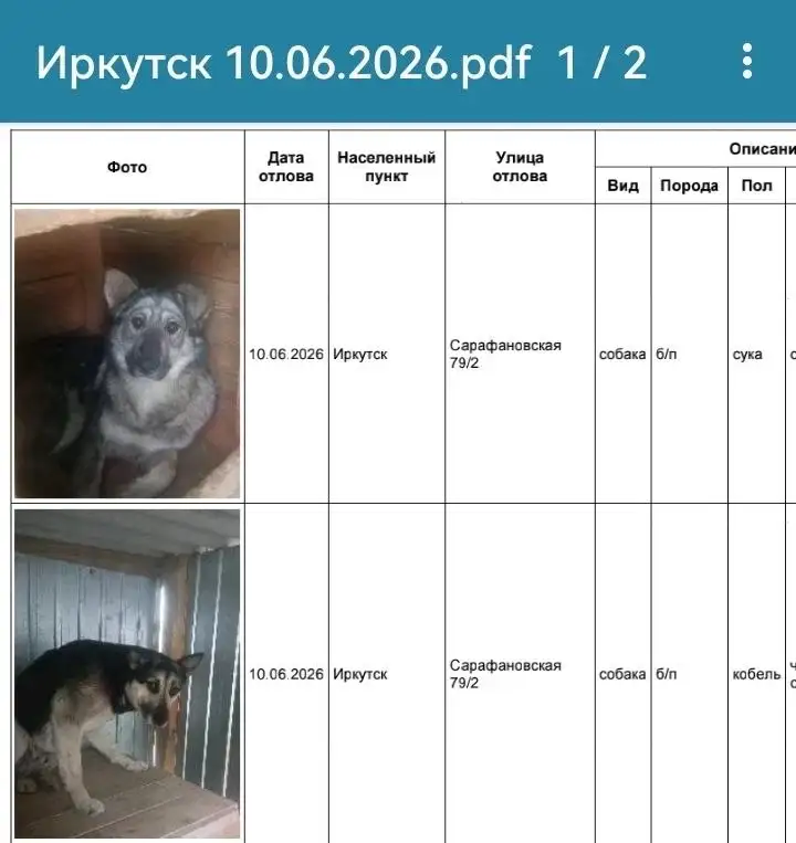 Потерянные собаки в приюте Усолья - Потеряшки (Животные) в Усолье