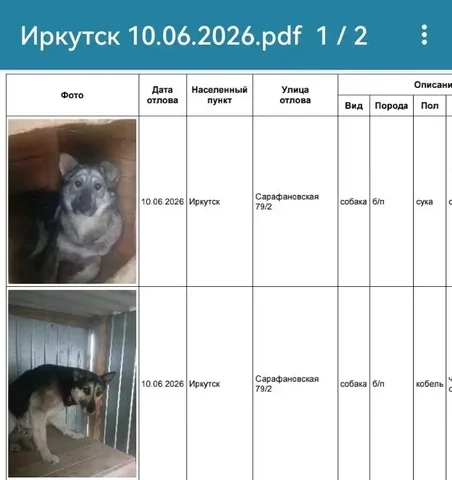 Потерянные собаки в приюте Усолья - Потеря животных в Усолье