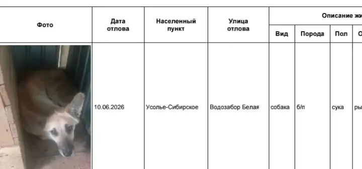 Объявление о потерянных собаках в Усолье-Сибирском - Потеряшки (Животные) в Усолье-Сибирское