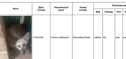 Объявление о потерянных собаках в Усолье-Сибирском - частное объявление в Усолье-Сибирское