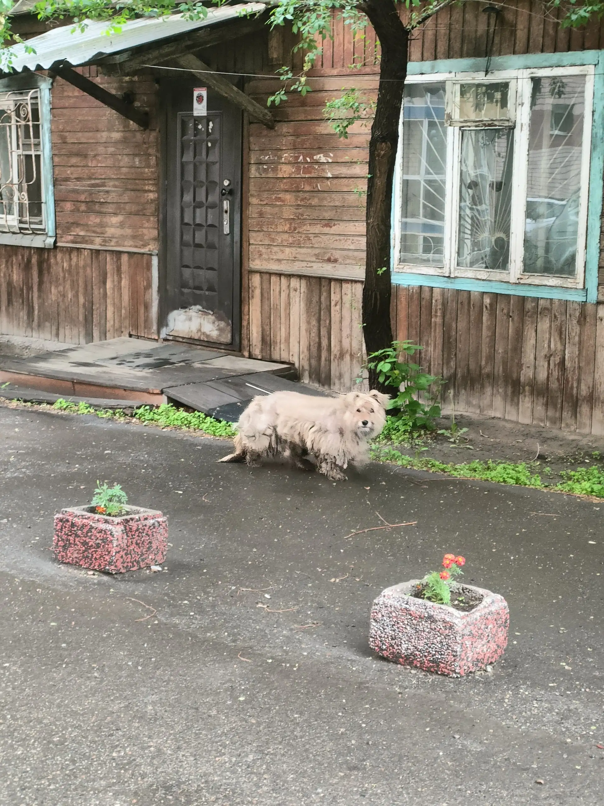 Потеряшка в Марата бродит, на успенского - Животные в Иркутск
