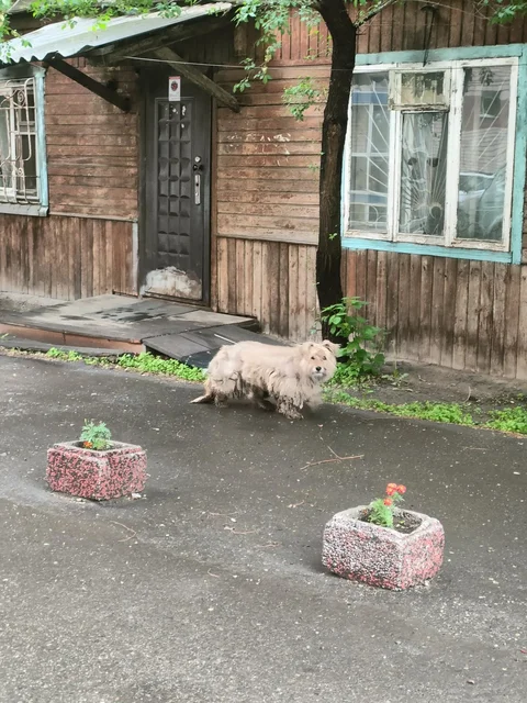Потеряшка в Марата бродит, на успенского - частное объявление в Иркутск