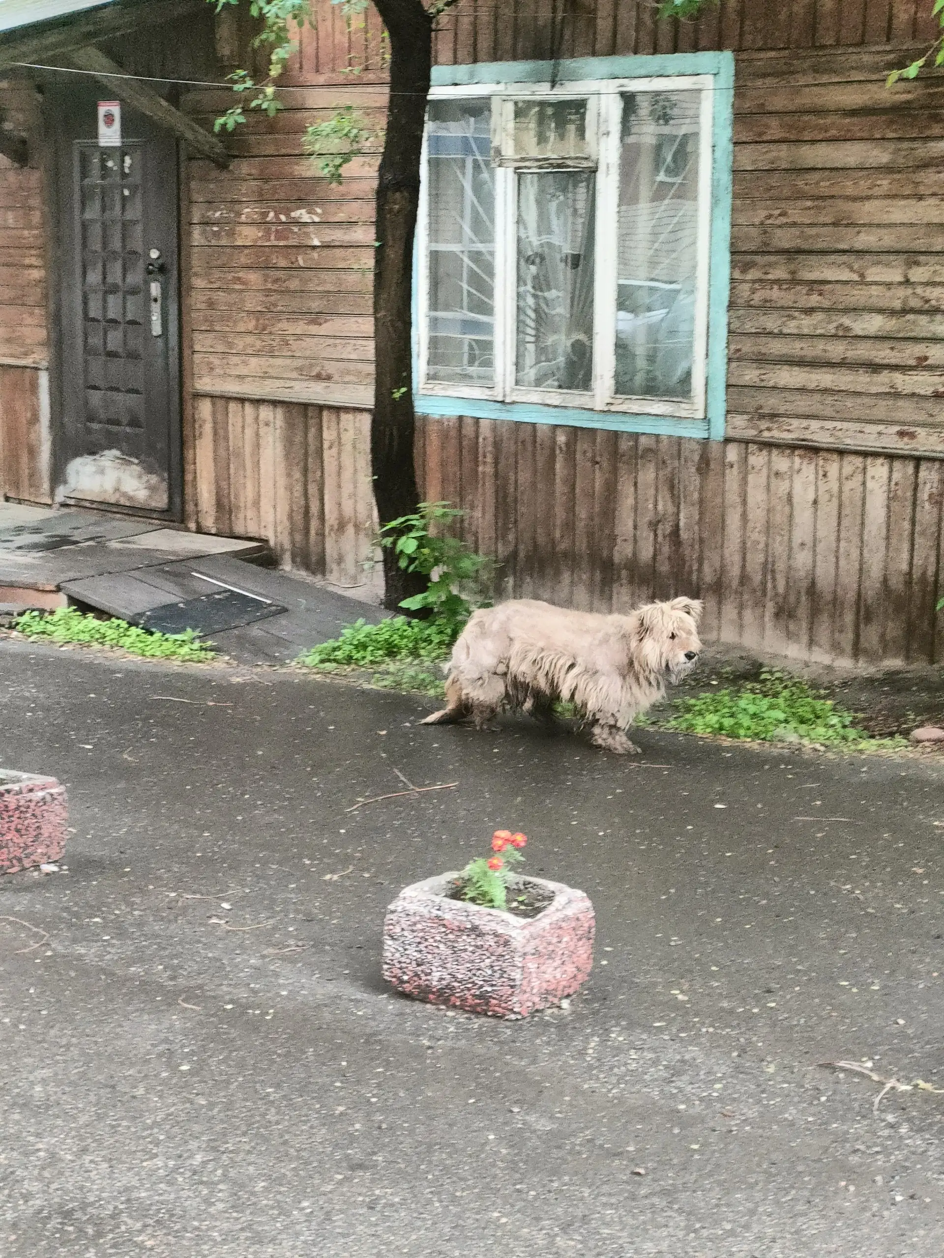 Потеряшка в Марата бродит, на успенского - Животные в Иркутск
