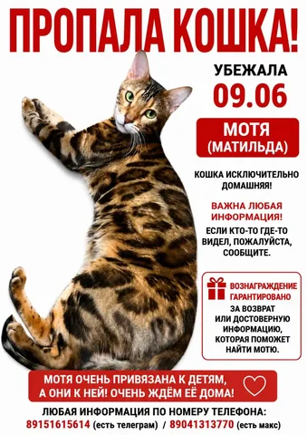 Найдена потеряшкая собака - Потеряшки в Иркутск