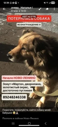 Потеряшка Иркутск животные - Животные в Иркутск