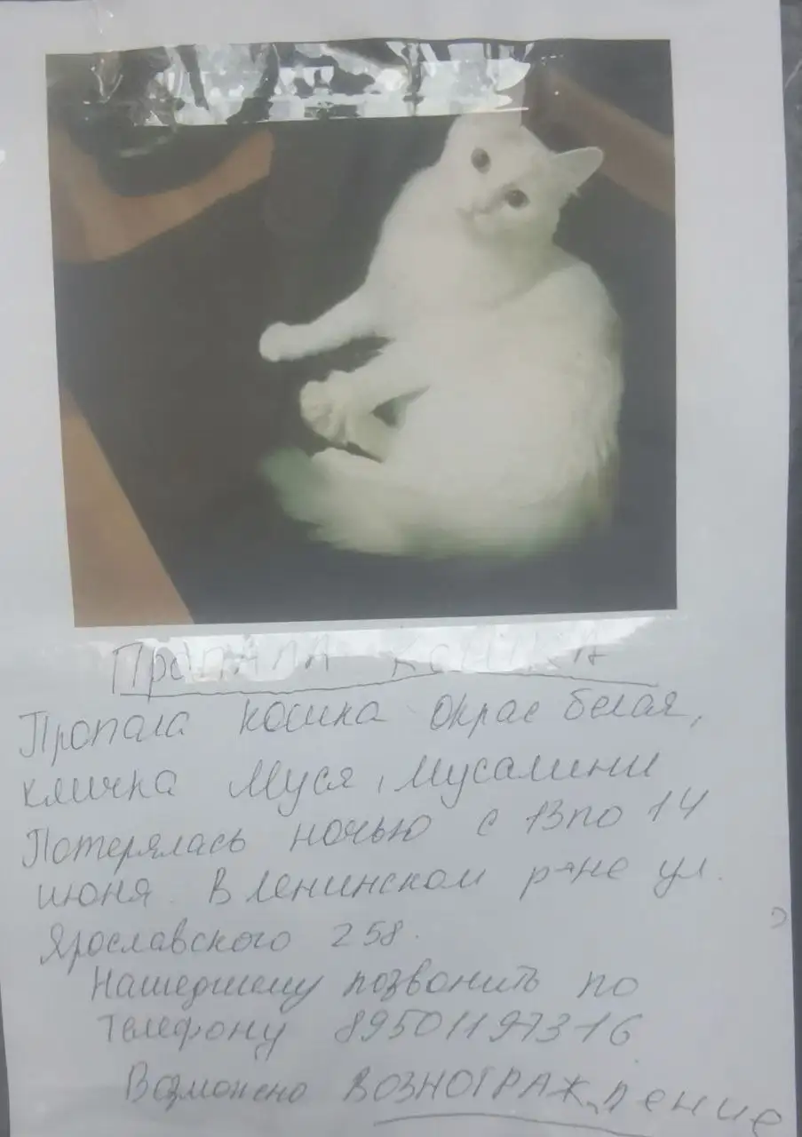 Потерялась кошка Муся в Ново-Ленино - Потеря животных (Животные) в Иркутск