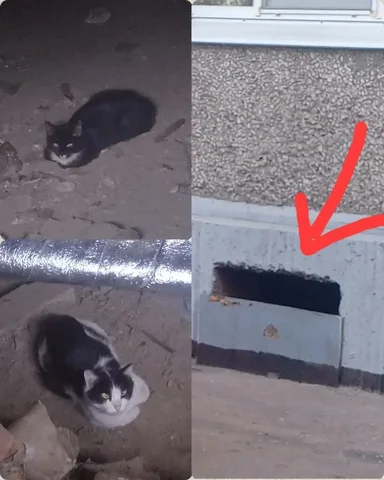 Найдены коты в подвале на бульваре Рябикова - частное объявление в Иркутск