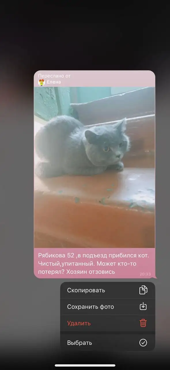 Потерянный белый шпиц - Хобби и отдых в Иркутск