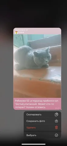 Потерянный белый шпиц - Хобби и отдых в Иркутск