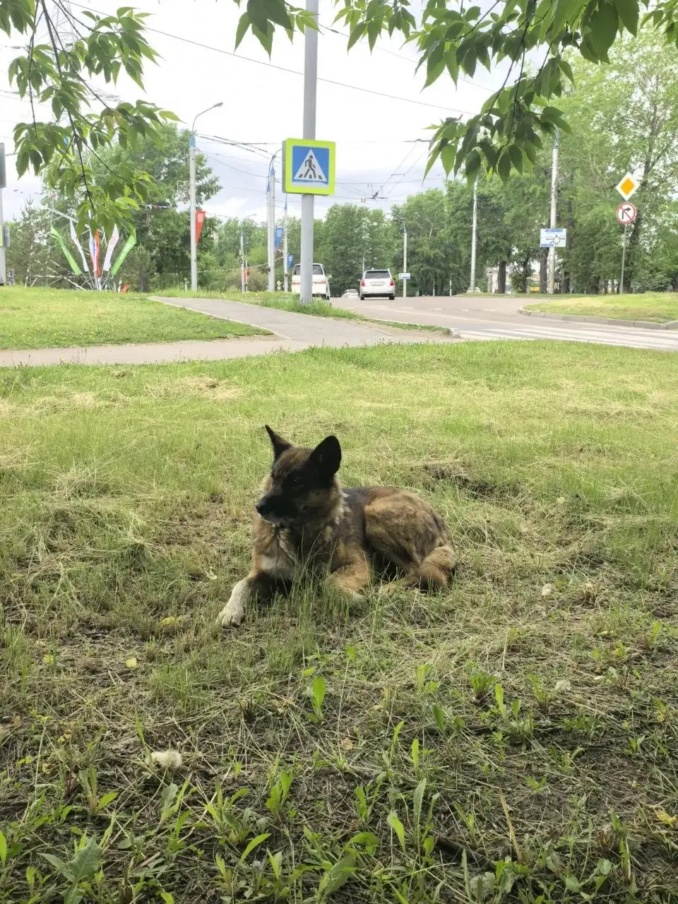 Потерялась собачка на Байкальском кольце - Потеряшки (Животные) в Иркутск