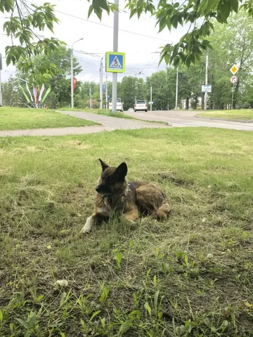Потерялась собачка на Байкальском кольце - Потеря животных в Иркутск