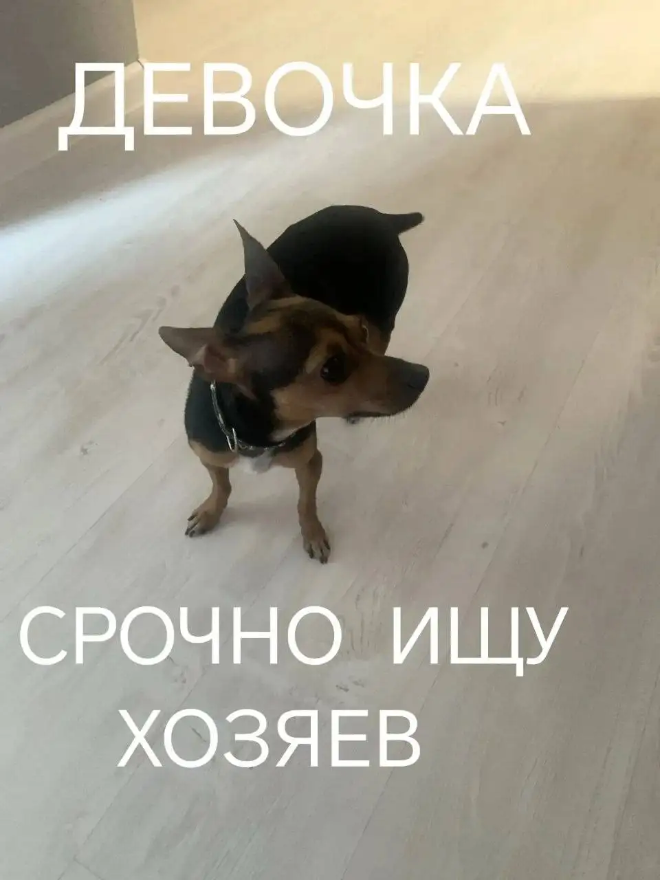 Потерялась собака на ул. Рябикова - Потеряшки (Животные) в Иркутск