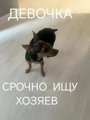 Потерялась собака на ул. Рябикова - Потеря животных в Иркутск