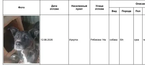 Потеряшка Иркутск: собаки найдены - Передержка в Иркутск