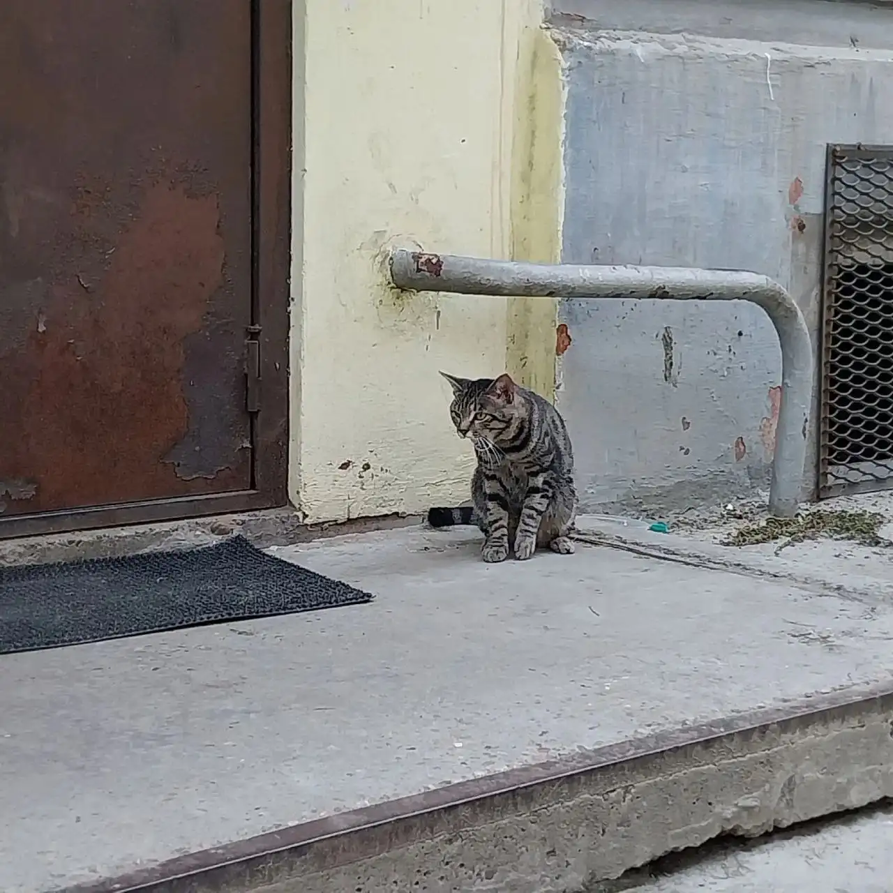 Потерялся бенгальский кот в 92 квартале - Потеряшки (Животные) в Иркутск