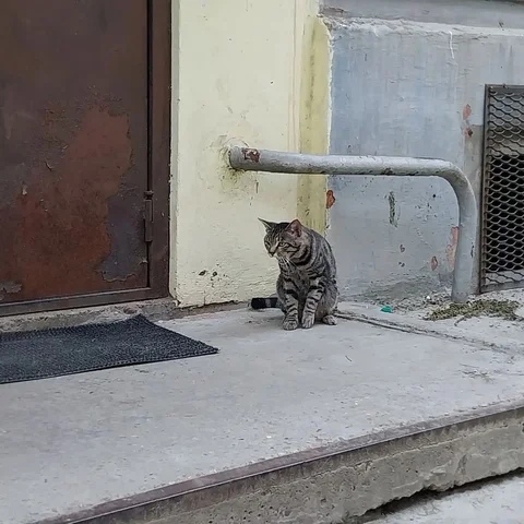 Потерялся бенгальский кот в 92 квартале - Бездомные животные в Иркутск