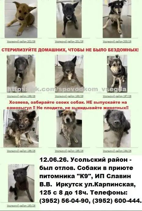 Потерянные собаки в приюте питомника К9 - Животные в Иркутск