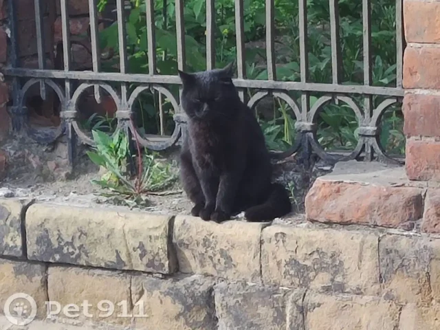 Потерялся кот, окрас чёрный - Бездомные животные в Иркутск