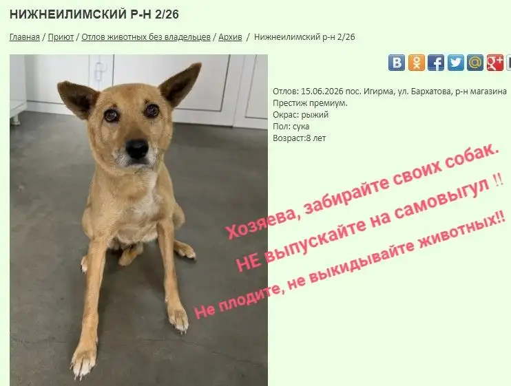 Найдены собаки в Нижнеилимском районе - Животные в Иркутск