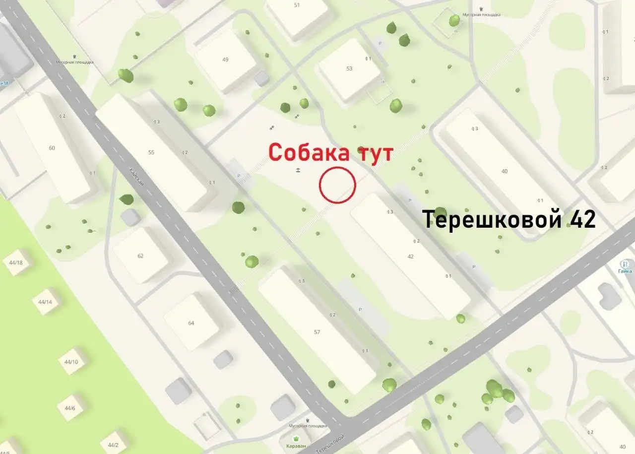 Раненая собака на Терешковой - Помощь животным (Животные) в Иркутск