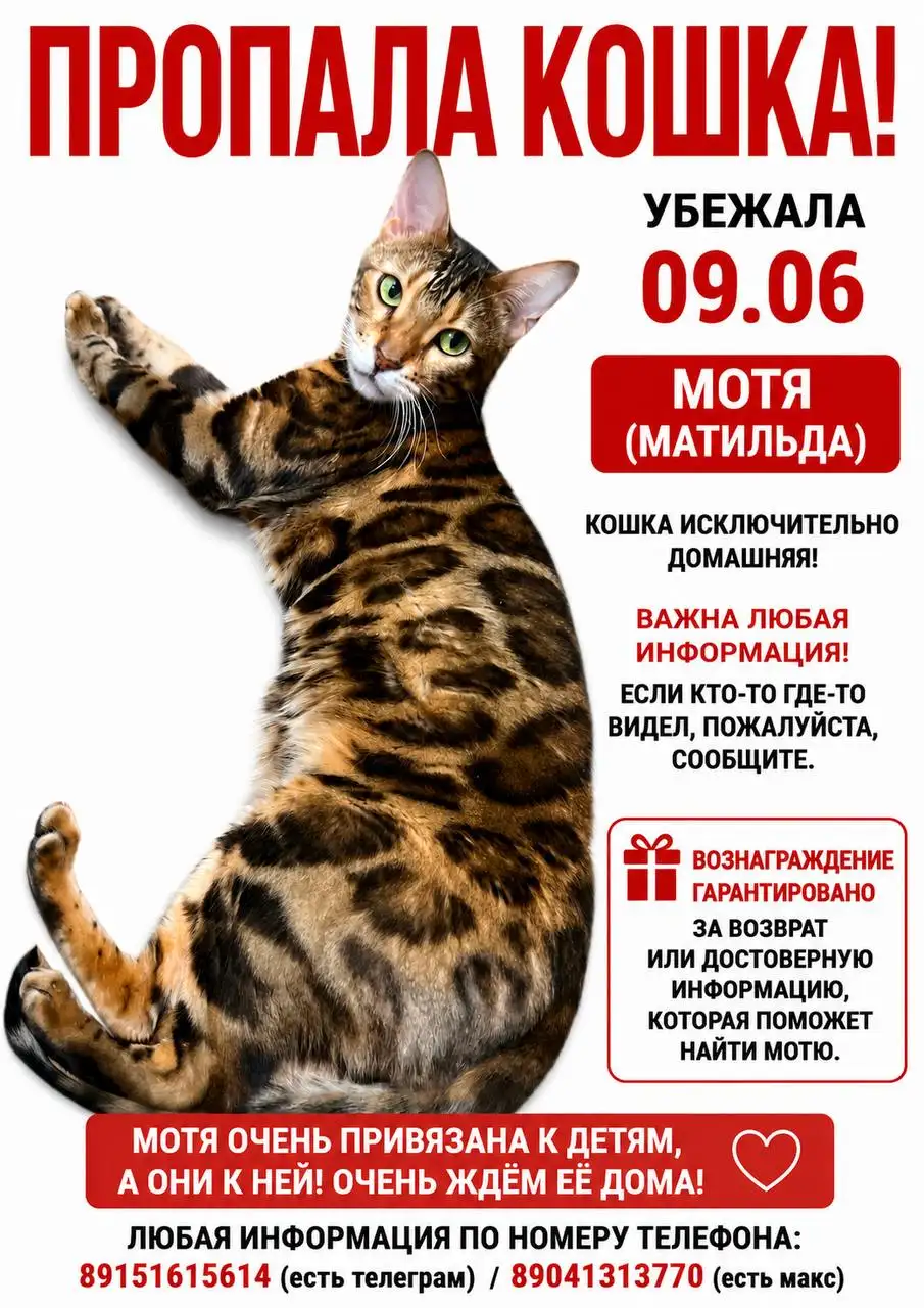 Пропала кошка Моти, ищем помощь - Кошки (Животные) в Марково